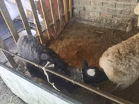 Ram, Rhon sheep — photo 1