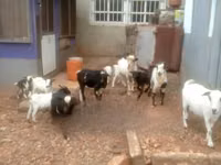 Արու այծ, Այծեր — լուսանկար 3
