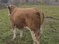 Bulle, Simmental cattle — Foto 3