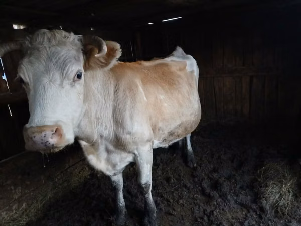 Cow, Simmental cattle — Kazakhstan