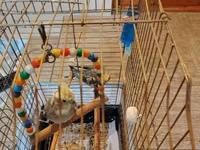 Nimfa (cockatiel) cütü və qəfəslə birlikdə komplekt. - 2 ədəd nimfa — φωτογραφία 1