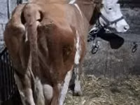 Vaca, Simmental cattle — foto 2