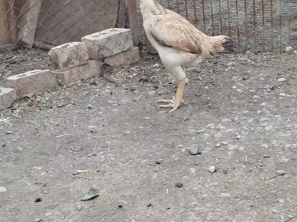 Chickens — Kyrgyzstan