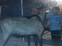 Goat, Goats — photo 2