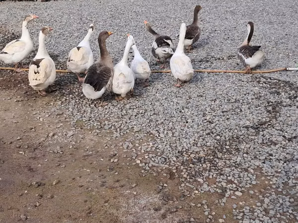 Geese