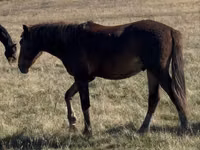 암말, Horse breed — 사진 3