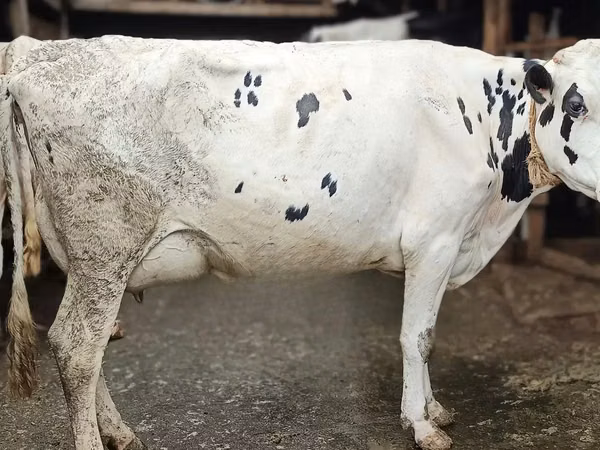 গাভী, Russian Black pied cattle