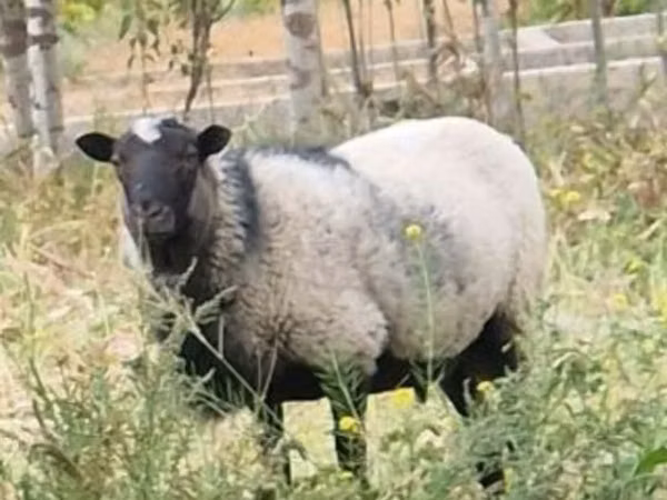 Ovan, Romanov sheep