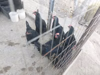 Chickens — عکس 3