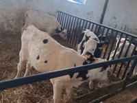Boğa, Russian Black pied cattle — foto 7