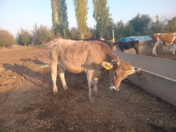 雌牛, Swiss cattle