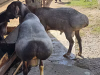 Kambing jantan, Sheep — foto 5