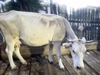 Vache, Latvian Blue cattle — photo 2