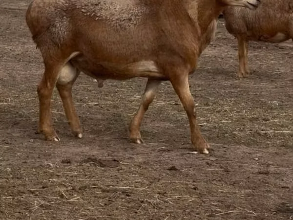 Sheep, Arashan sheep — Kazakhstan