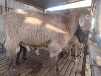 ஆண் ஆடு, Arashan sheep — புகைப்படம் 3