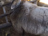 Kambing jantan, Sheep — foto 2