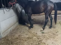 Модиён, Friesian sport horse — акс 3