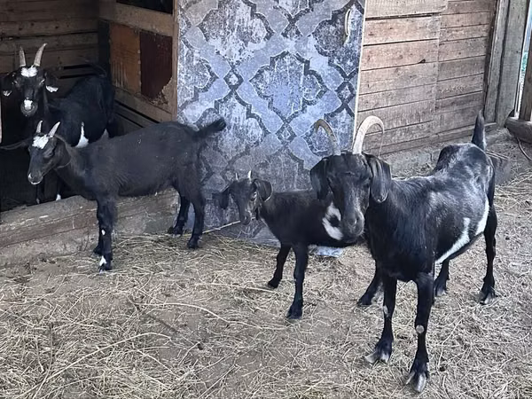 Kambing betina, Nubian Goat — Kazakhstan