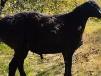 Ram, Sheep — photo 2