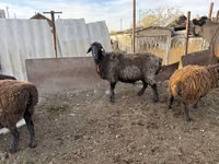 Kambing jantan, Sheep — foto 2