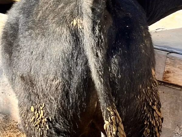 Bull, Belgian Blue
