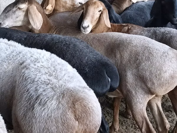 گوسفند (گروه، جنسیت مشخص نشده), Hissar sheep