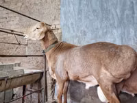የጎትት አውራ በግ, Arashan sheep — ፎቶ 4