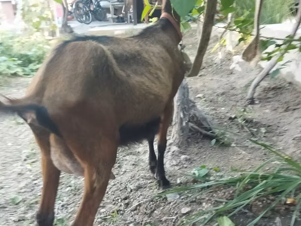 பெண் வெள்ளாடு, Alpine goat