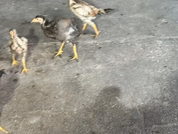 Chickens — Kyrgyzstan