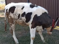 Krava, Swiss cattle — foto 4