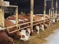 Αγελάδα, Simmental cattle — φωτογραφία 2