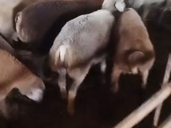 암양, 양 — 아제르바이잔