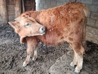 گاو نر, Simmental cattle — عکس 1