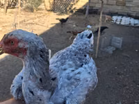 Chickens — عکس 3