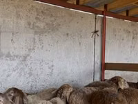 Ido, Sheep — sawirka 3