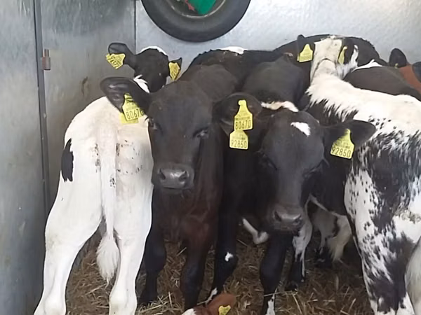 Bulle, Simmental cattle — Polen