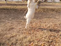 Billy Goat, Goats — photo 3