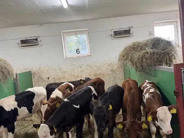 Bull, Russian Black pied cattle — Poland