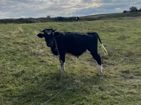 सांड, Russian Black pied cattle — फ़ोटो 1