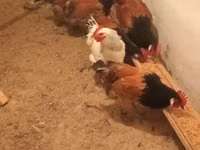 Chickens — sawirka 6