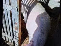 Sow, Pigs — photo 1