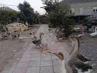 Geese — zdjęcie 2