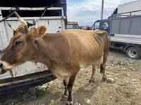 Cow, Cattle — photo 2