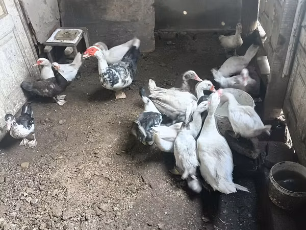 Domestic Muscovy