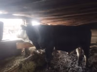 雄牛, Swiss cattle — 写真 3
