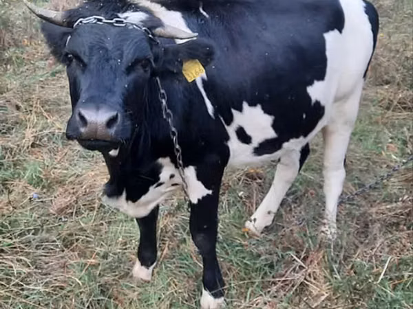 Cow, Russian Black pied cattle