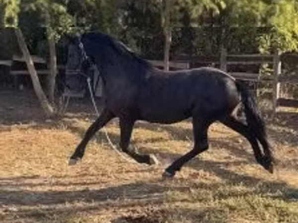 Mare, Friesian — Hungary