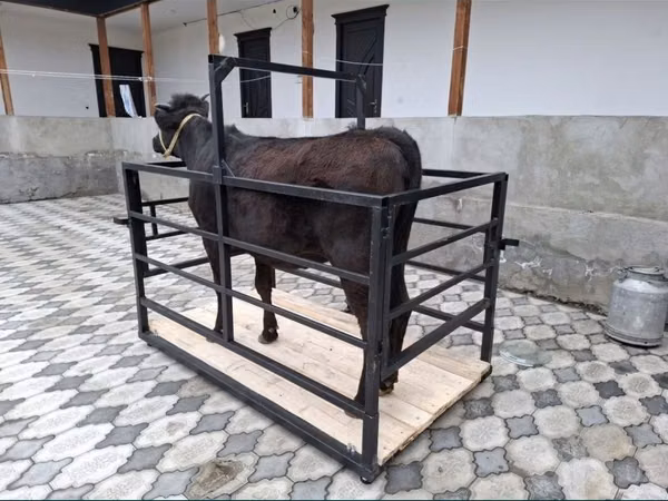 Mol tarozi 2 tonalik SOTILADI