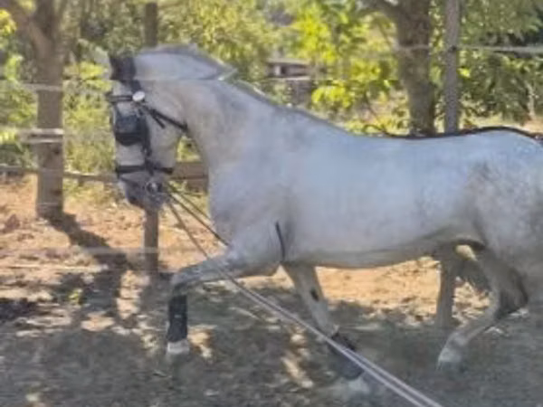 Cavallo, Lipizzaner