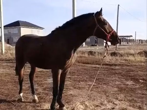 Faras, Kyrgyz Horse